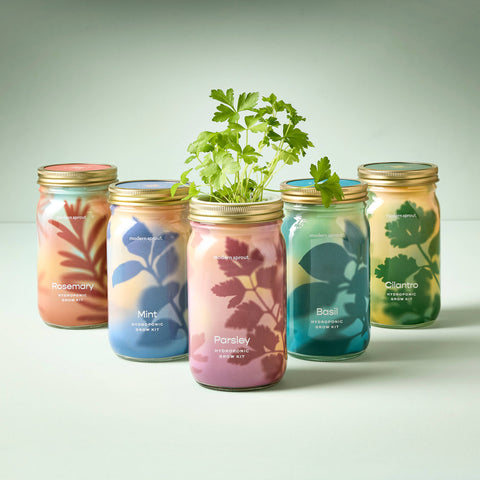 Modern Sprout - Herb Garden Jar: Basil