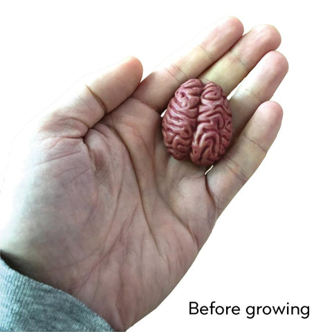 Copernicus Extra Large Swell Polymer Brain