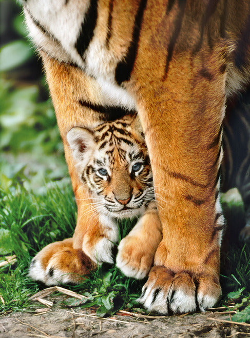 Clementoni Bengal tiger cub - 500 pcs - High Quality Collection