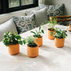 Modern Sprout - Tiny Terracotta Grow Kits: Thank You Daisy