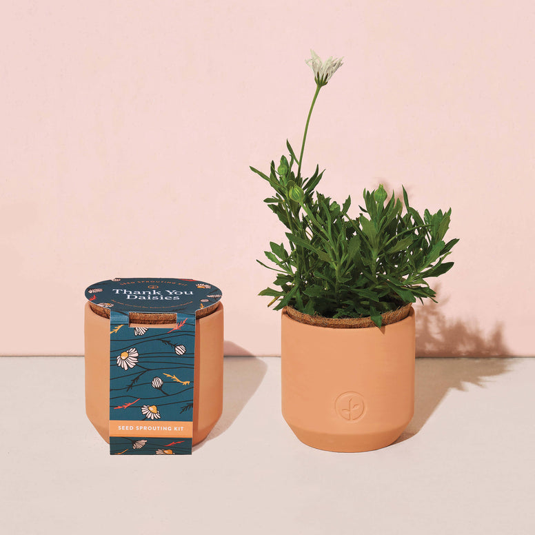 Modern Sprout - Tiny Terracotta Grow Kits: Thank You Daisy