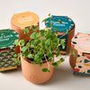 Modern Sprout - Tiny Terracotta Grow Kits: Thank You Daisy