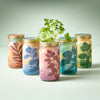 Modern Sprout - Herb Garden Jar: Mint