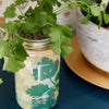 Modern Sprout - Herb Garden Jar: Basil