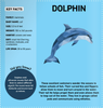 Wellspring - Activity Book - My Sticker Paintings: Ocean Animals