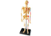 Learning Resources Anatomy Model - Skeleton