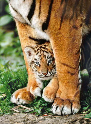 Clementoni Bengal tiger cub - 500 pcs - High Quality Collection